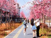 Girls Enjoy Cherry Blossoms And Take Photos In Lijiang In March